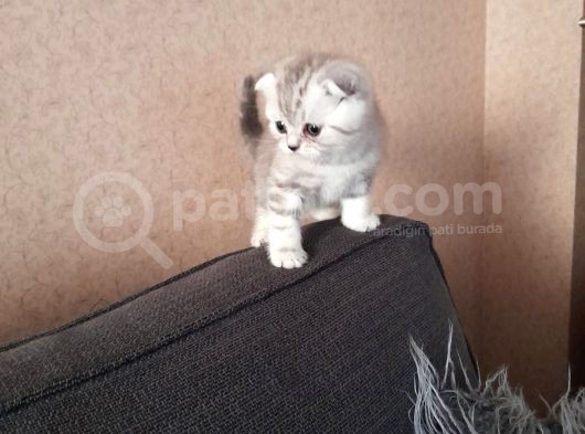 Top Kafa Anne Altından Scotish Fold Yavru görsel