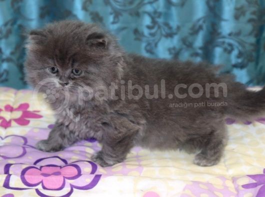 Efsane Bri̇ti̇sh Longhai̇r görsel