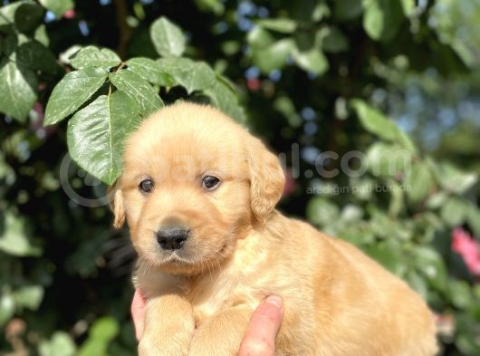 Golden Retri̇ever görsel
