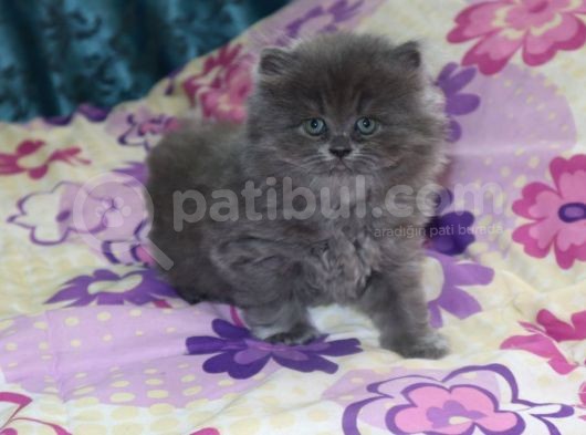 Efsane Bri̇ti̇sh Longhai̇r görsel