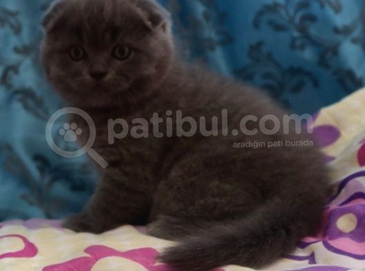 Efsane Scotti̇sh Fold görsel