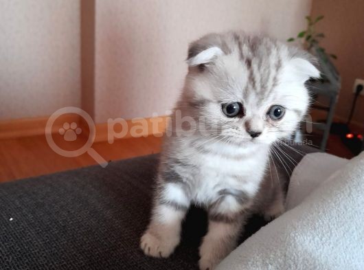 Top Kafa Anne Altından Scotish Fold Yavru görsel