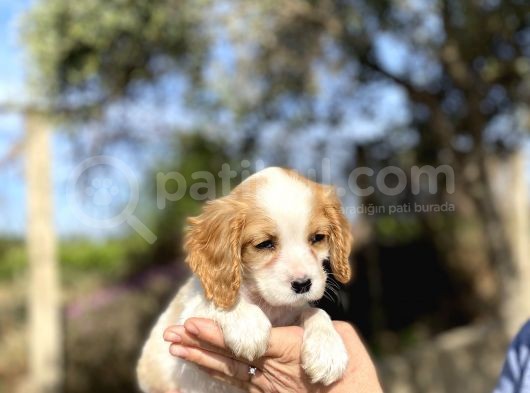 Cavalier King Charles görsel