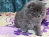 Efsane Bri̇ti̇sh Longhai̇r