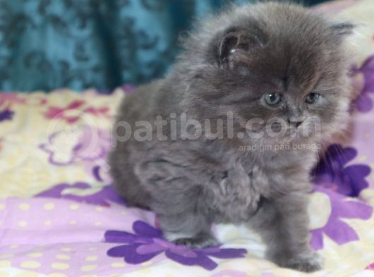 Efsane Bri̇ti̇sh Longhai̇r görsel