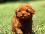 Red Brown Garanti̇li̇ Toy Poodle