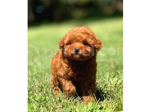 Red Brown Garanti̇li̇ Toy Poodle