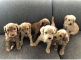 2 Aylık Toy Poodle Yavruları (Anne Altından)