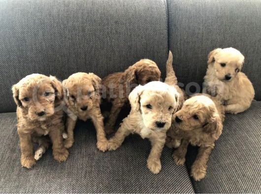 2 Aylık Toy Poodle Yavruları (Anne Altından) görsel