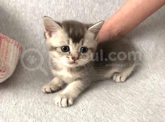 British Shorthair
