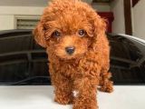 Red Brown Garanti̇li̇ Toy Poodle