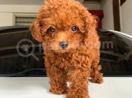 Red Brown Garanti̇li̇ Toy Poodle görsel