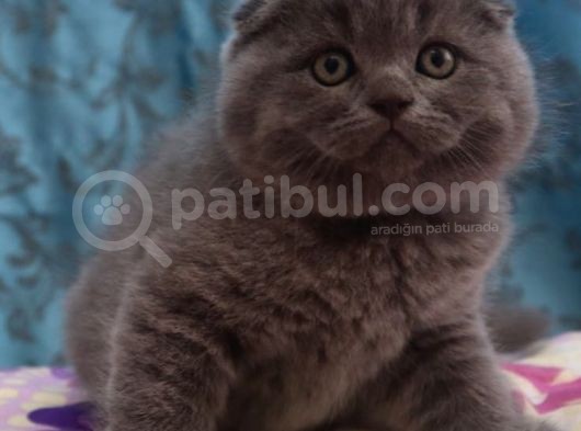 Efsane Scotti̇sh Fold görsel
