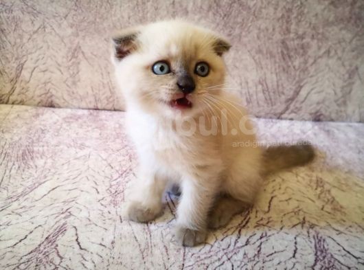 Efsane Scotti̇sh Fold Blue Poi̇nt görsel