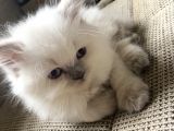 Longhair Blue Point Secereli Erkek