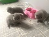 Secereli̇ Yavru Kedi̇ler