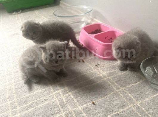 Secereli̇ Yavru Kedi̇ler görsel