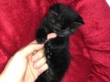 2 Aylık British Shorthair