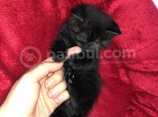 2 Aylık British Shorthair görsel