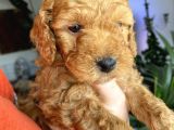 2 Aylık Toy Poodle Yavruları (Anne Altından)