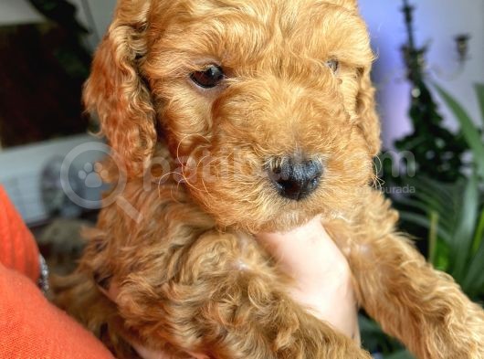 2 Aylık Toy Poodle Yavruları (Anne Altından)