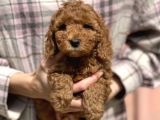 Bebek Surat Toy Poodle Yavrular