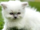 Longhair Blue Point Secereli Erkek