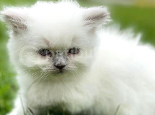 Longhair Blue Point Secereli Erkek görsel
