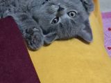 2 Aylık British Shorthair Yavrumuz