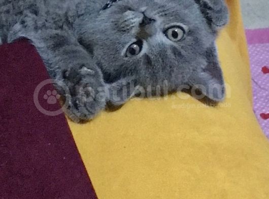 2 Aylık British Shorthair Yavrumuz görsel
