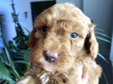 2 Aylık Toy Poodle Yavruları (Anne Altından)