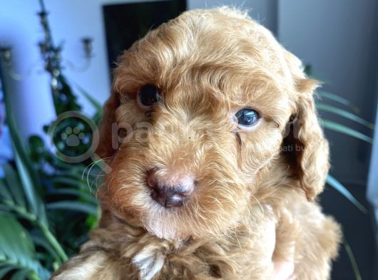 2 Aylık Toy Poodle Yavruları (Anne Altından) görsel