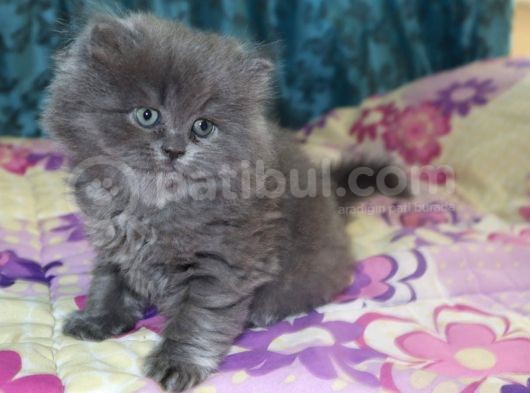 Efsane Bri̇ti̇sh Longhai̇r görsel