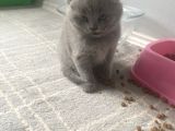 Secereli̇ Yavru Kedi̇ler