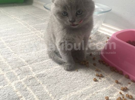 Secereli̇ Yavru Kedi̇ler görsel