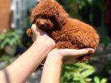 Red Brown Garanti̇li̇ Toy Poodle