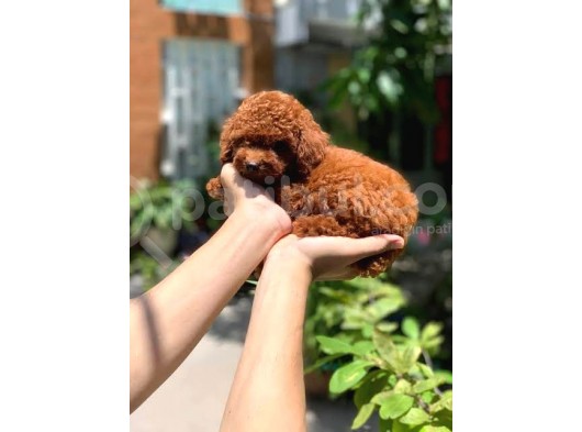 Red Brown Garanti̇li̇ Toy Poodle görsel