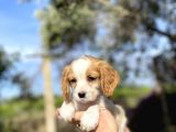 Cavalier King Charles