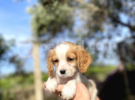 Cavalier King Charles görsel