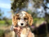 Cavalier King Charles