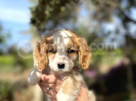 Cavalier King Charles görsel
