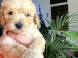 2 Aylık Toy Poodle Yavruları (Anne Altından)