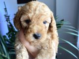 2 Aylık Toy Poodle Yavruları (Anne Altından)