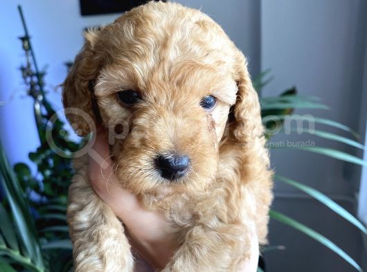 2 Aylık Toy Poodle Yavruları (Anne Altından) görsel