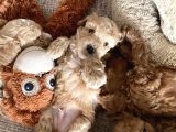 2 Aylık Toy Poodle Yavruları (Anne Altından)