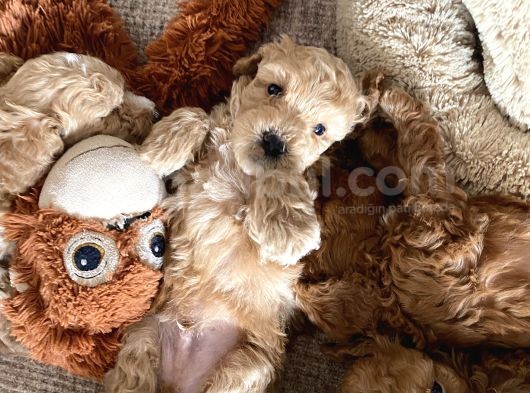 2 Aylık Toy Poodle Yavruları (Anne Altından) görsel