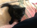 2 Aylık British Shorthair