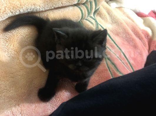 2 Aylık British Shorthair görsel
