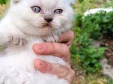 Blue Point Scotish Straight  Scottish Fold Yavrular