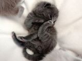 Mükemmel Kalite Scottish Fold Yavrumuz